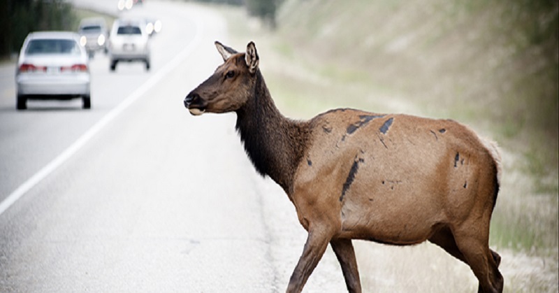Hebat! Teknologi Ini Bantu Cegah Kasus Tabrak Lari, Seperti Apa?