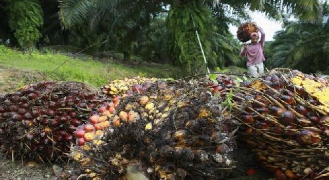 Total Produksi CPO Astra Agro Lestari Turun 18,5 Persen