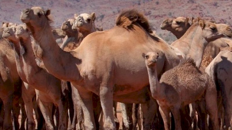 Duh! Ribuan Unta di Australia Ditembak Mati karena Dianggap Habiskan Persediaan Air