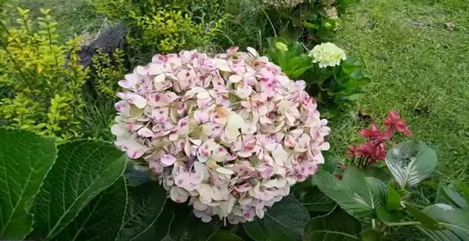 Mengenal Edelweis Rawa, Bunga Langka yang Dirusak Pemotor Trail di Ranca Upas