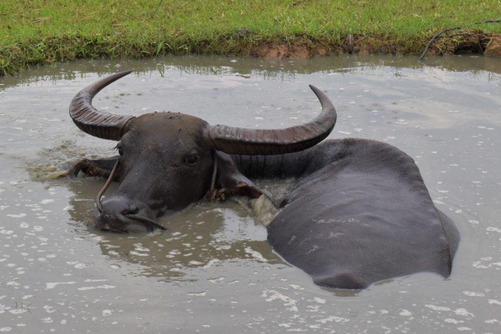 Guna Cegah Penyakit Ngorok, 4 Ribu Lebih Kerbau di Kuansing Sudah Divaksin