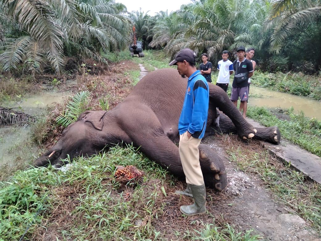 Tersengat Listrik, Seekor Gajah Sumatera Ditemukan Mati di Kebun Sawit
