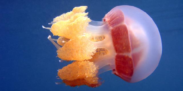 Tak ada yang mengira, Indonesia punya ekowisata berkelas dunia