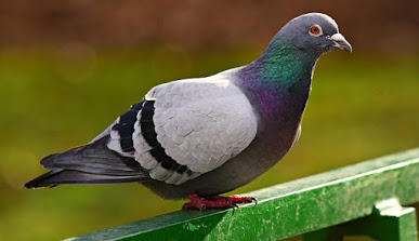 Burung Merpati Betina Dijual Rp27 Miliar Pecahkan Rekor