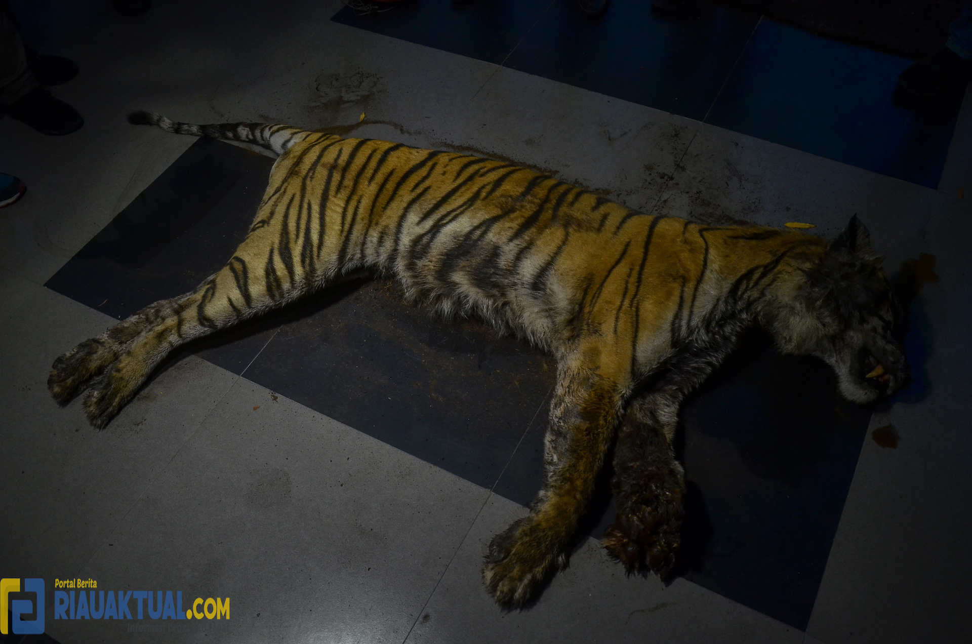 Foto Harimau Sumatera yang Mati Terjerat di Bengkalis