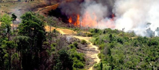 7.900 Hektare Lahan Hutan di Sumbar Rusak Parah