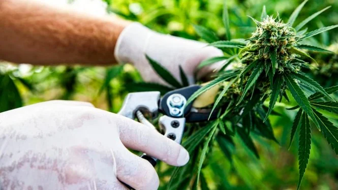 Kondisi Tubuh Usai Mengkonsumsi Ganja