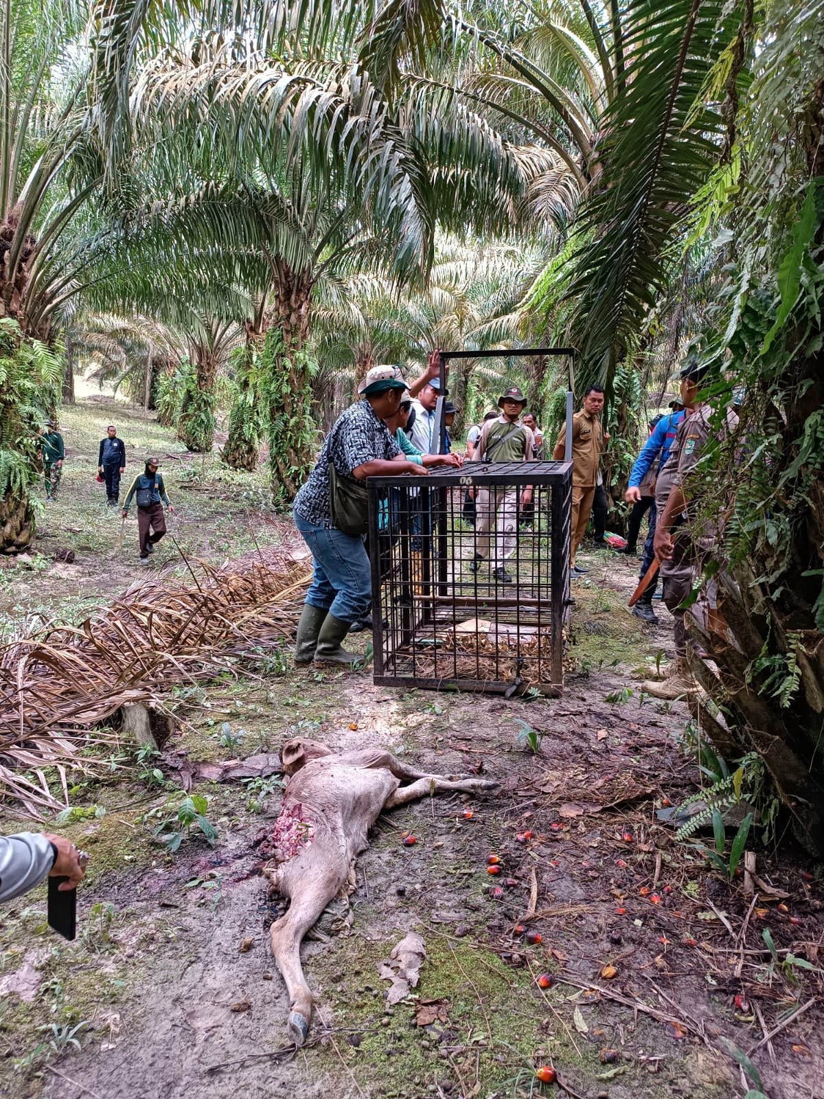 Sapi di Lubuk Dalam Diduga Dimangsa Harimau, KSDA Riau Pasang Box Trap dan Kamera Trap