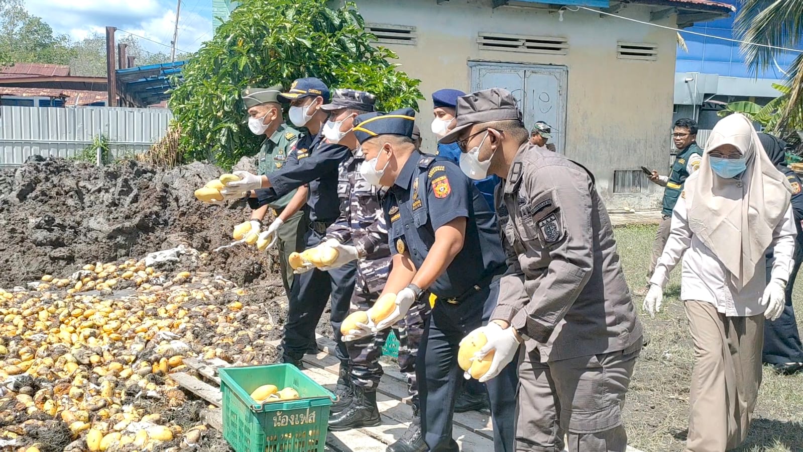 KPPBC Bengkalis Musnahkan 28 Ton Mangga Thailand Ilegal