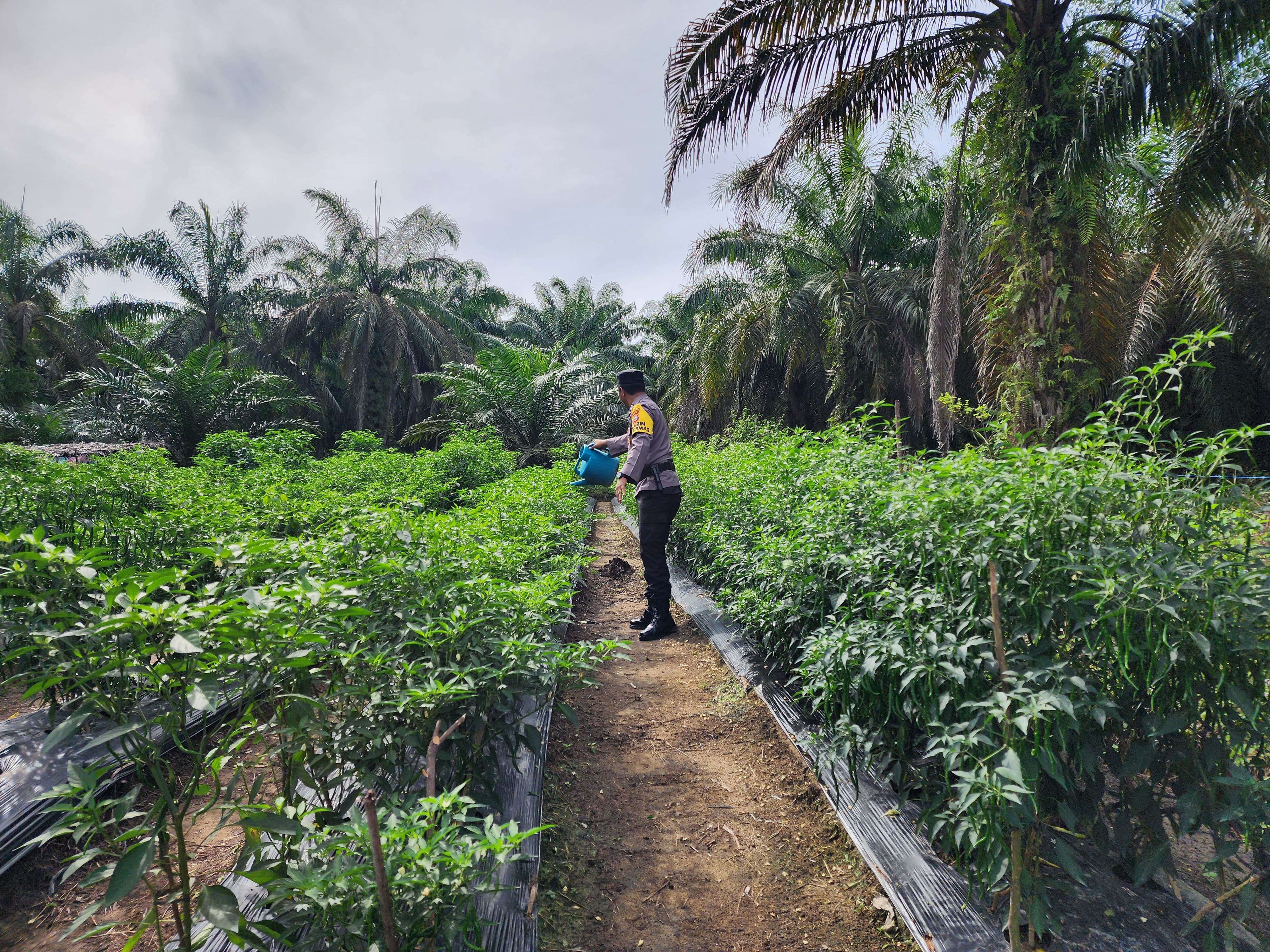 Polsek Bangko Pusako Bina Ketahanan Pangan di Kepenghuluan