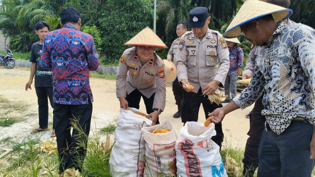 Polsek Rimba Melintang Panen Jagung Dukung Ketahanan Pangan Nasional di Rohil