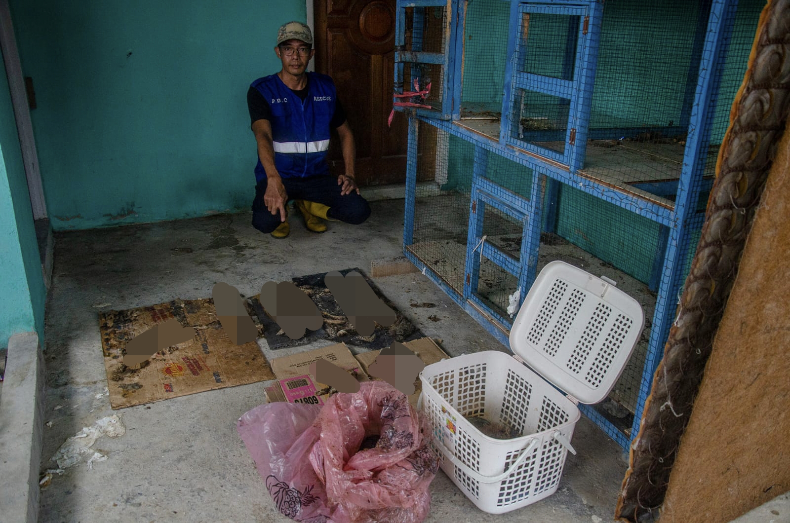 Berkedok Penampungan Satwa, Puluhan Kucing Ditemukan Terlantar di Rumah Warga