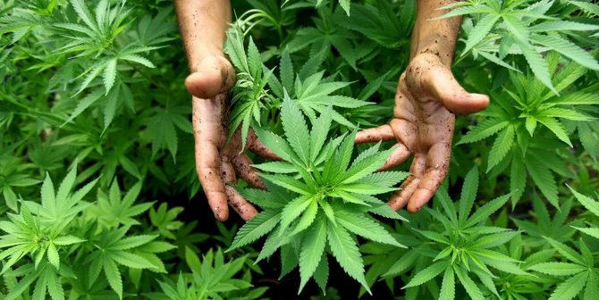 Pakar Farmasi Sebut Ganja Memang Bisa Dikembangkan Sebagai Obat