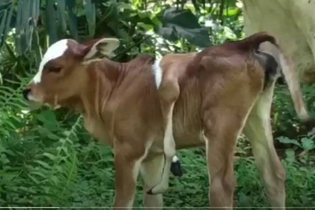 Lembu Betina Berkaki 6 Bikin Heboh Warga di Pematangsiantar