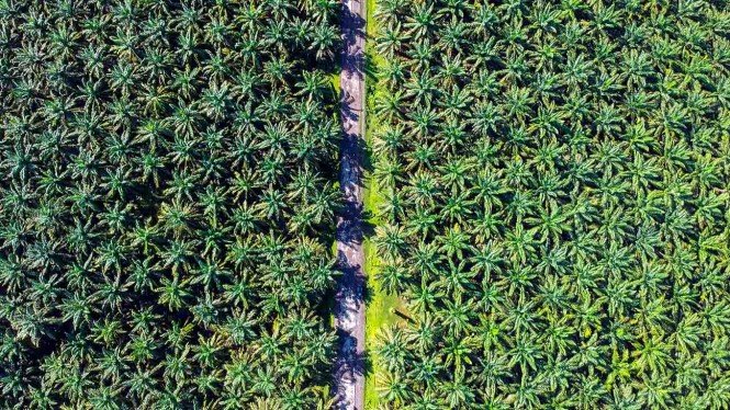 ISMEI Kritik Kebijakan Agraria Pemerintah, Minta Presiden Prabowo Evaluasi Permenhut 20/2025