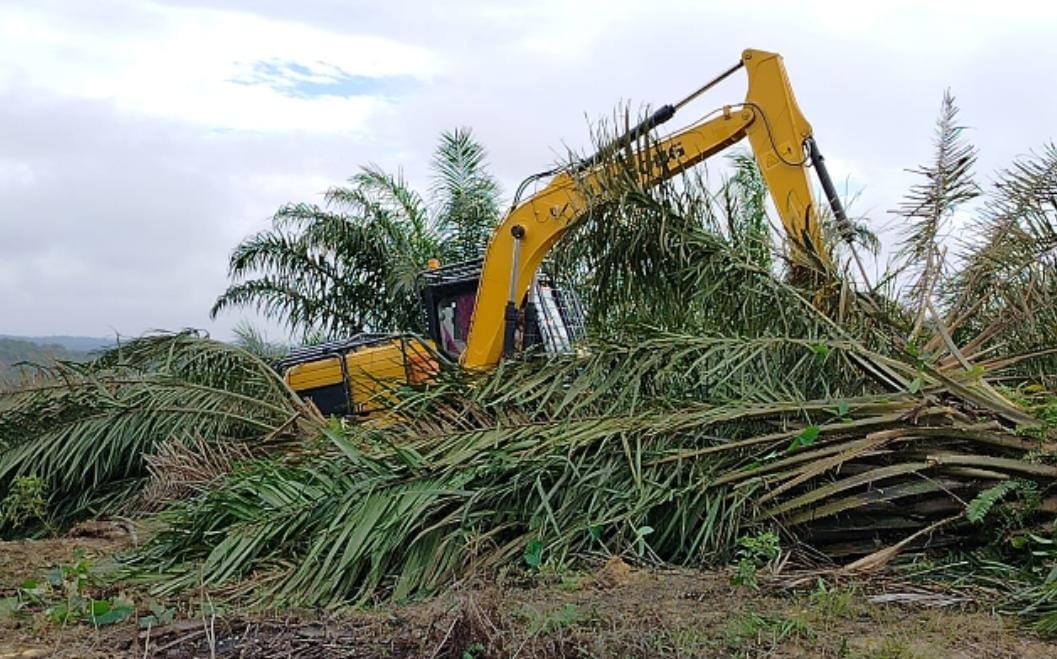 Perambahan TNTN, Pengamat Hukum: Perambah Harus Diproses
