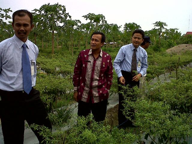 Harga Cabai Di Petani Turun Rp 21 ribu