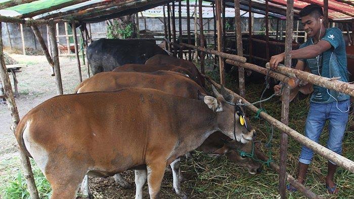 Antisipasi PMK dan LSD, Distankan Periksa 5 Ribu Hewan Kurban di Pekanbaru