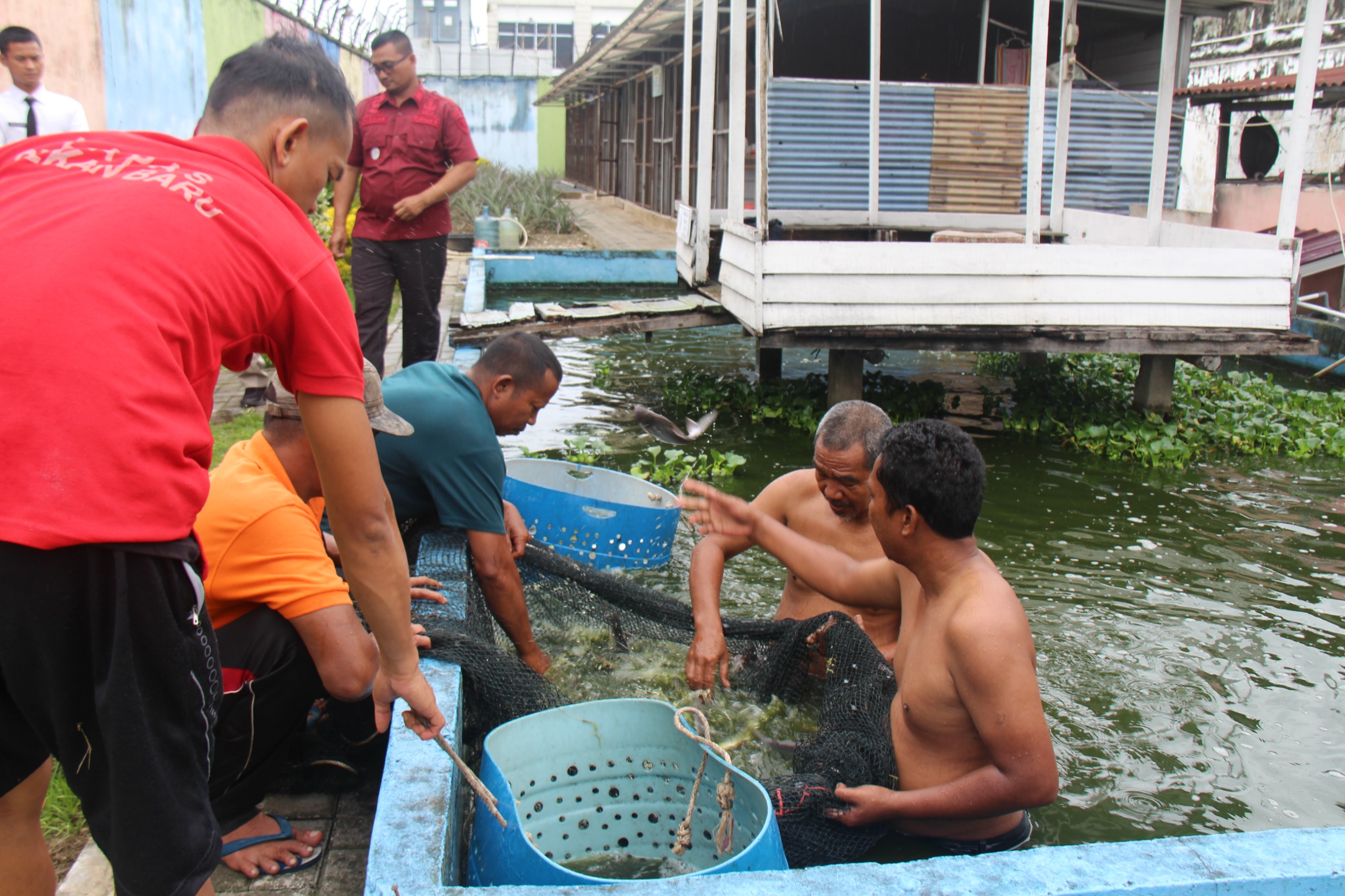Panen 2 Ton Ikan Patin, Lapas Pekanbaru Kembangkan Kemandirian Warga Binaan