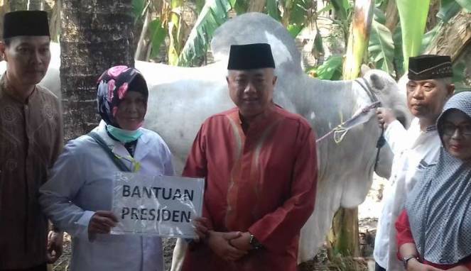 Ada Cacing di Sapi Bantuan Jokowi di Bantul