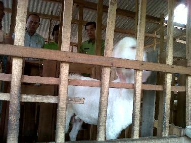 Walikota Pekanbaru Masuk Kandang Kambing