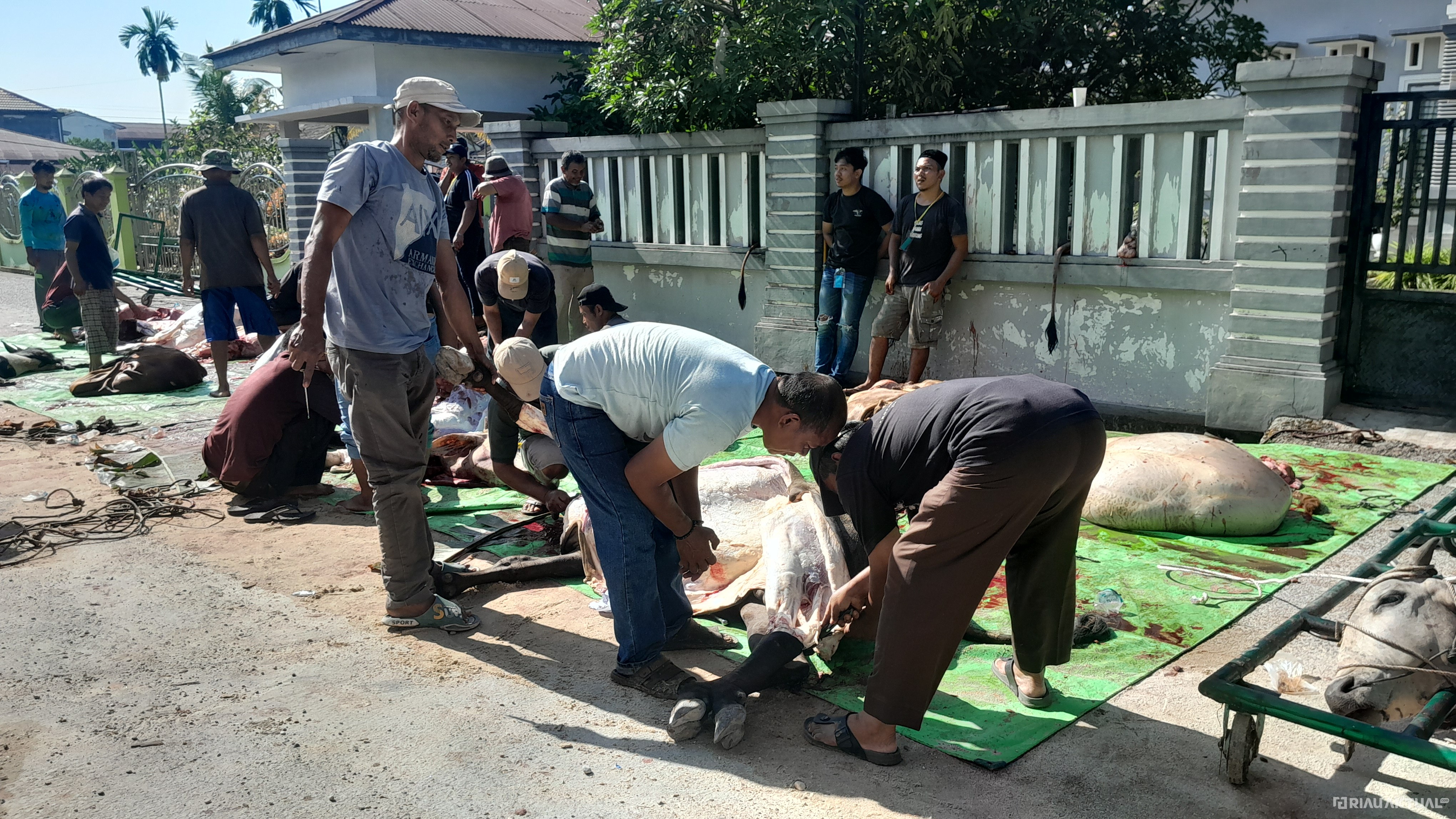 Hari Raya Idul Adha, Masjid Darul Iman Sembelih 11 Sapi dan 6 Kambing