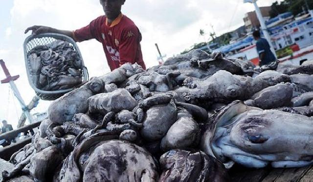 Sulsel lepas 30 ton gurita beku ke Jepang