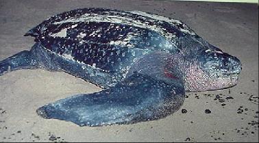 Di Pulau Penyu Terdapat Penyu Berusia 40 Tahun