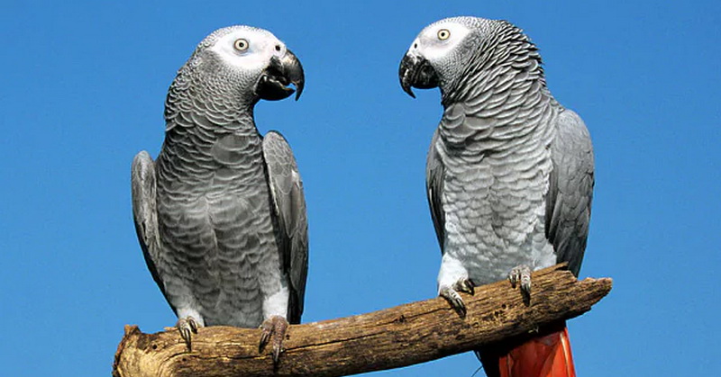 Mengapa Burung Beo Bisa Berbicara?