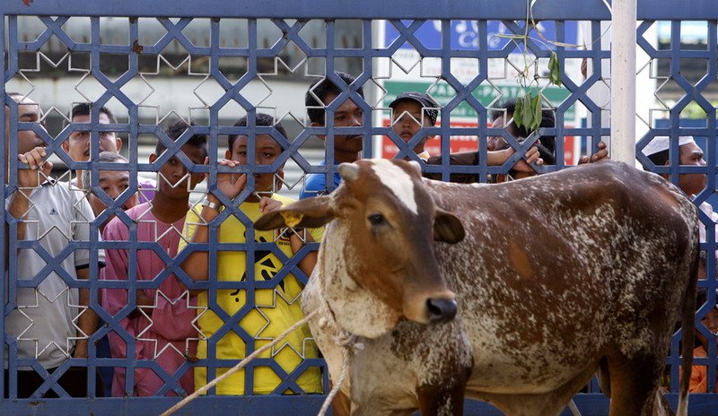Bolehkah Membagikan Daging Kurban untuk Non-Muslim? Ini Penjelasannya