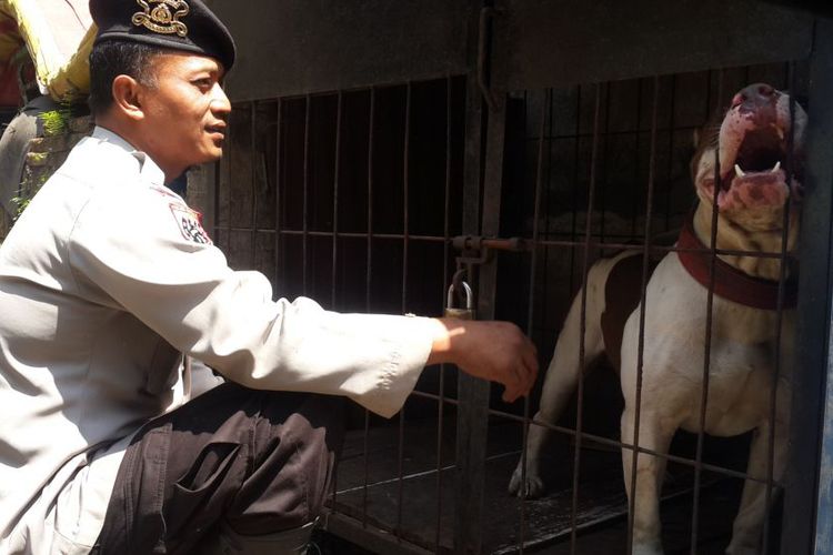 Kronologi Kejadian Anjing Pitbull Gigit Bocah 8 Tahun hingga Tewas