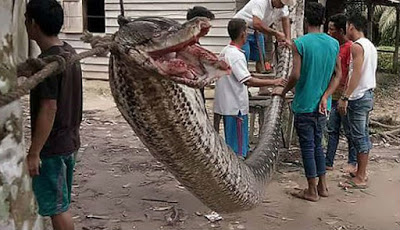 Mendunia, Ular Piton 7 Meter yang Lilit Pria di Riau
