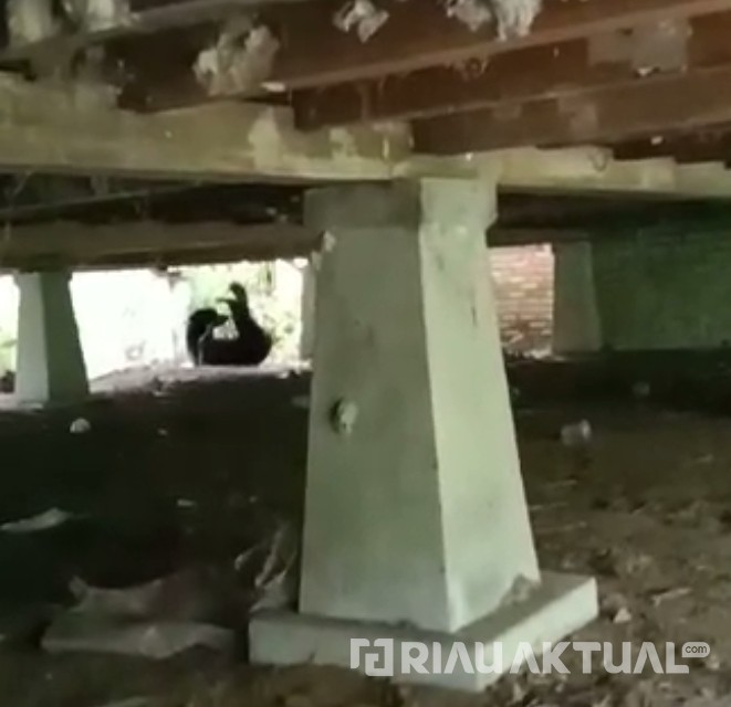 Beruang Madu Masuk Permukiman Warga di Pelalawan, BKSDA Turun Tangan