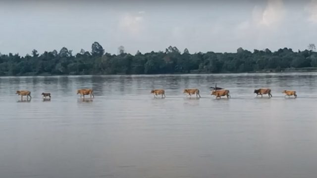 Heboh Video Sapi Berjalan di Atas Air di Sungai Kapuas, Ini Penjelasan Logisnya