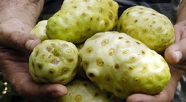 Sejuta Khasiat Mengkudu untuk Kesehatan Anda