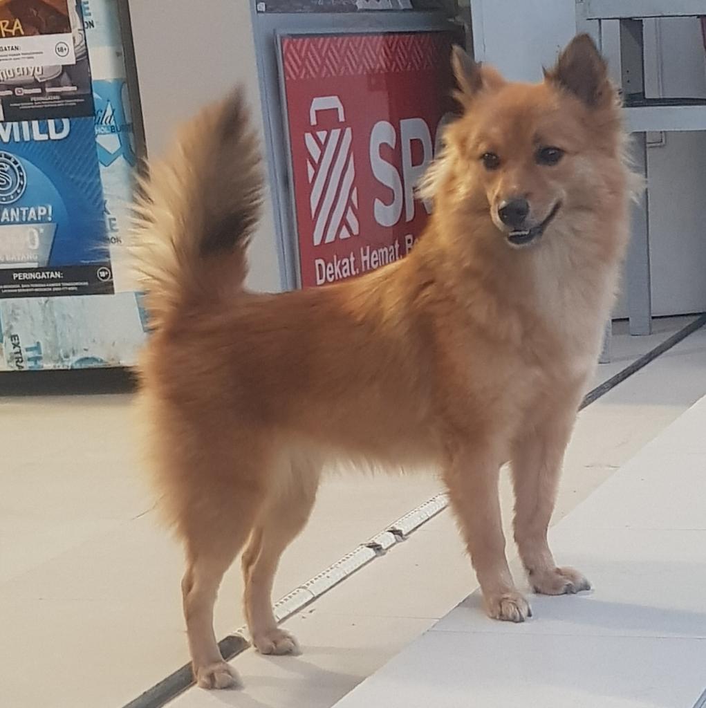 Pencuri Dan Penadah Anjing Abon Dijatuhi Hukuman Penjara