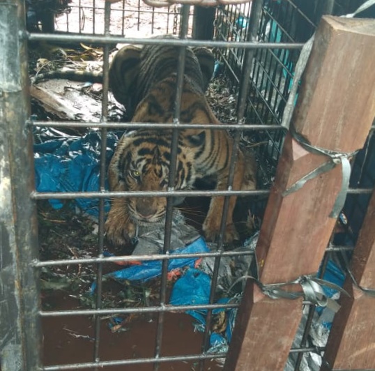 Harimau Yang Kerap Muncul di Desa Tanjung Inhil, Berhasil Ditangkap Petugas