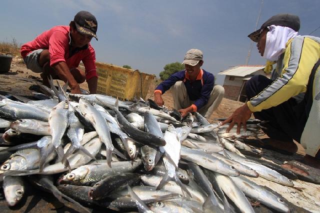 Harga Ikan Laut di Dumai Melambung Tinggi