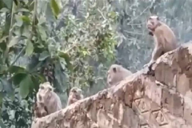 Akibat Kelaparan, Kawanan Kera Liar Serbu Permukiman Warga di Kota Padang