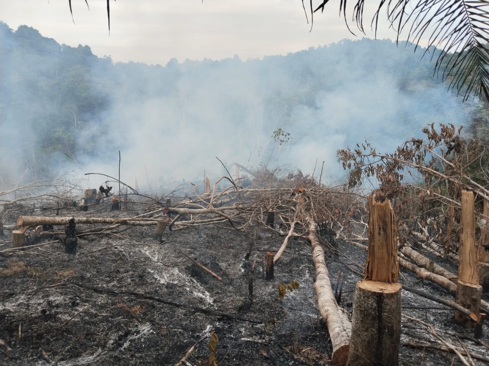 Cuaca Panas, BPBD Riau Imbau Warga Tak Lakukan Aktifitas Pemicu Karhutla