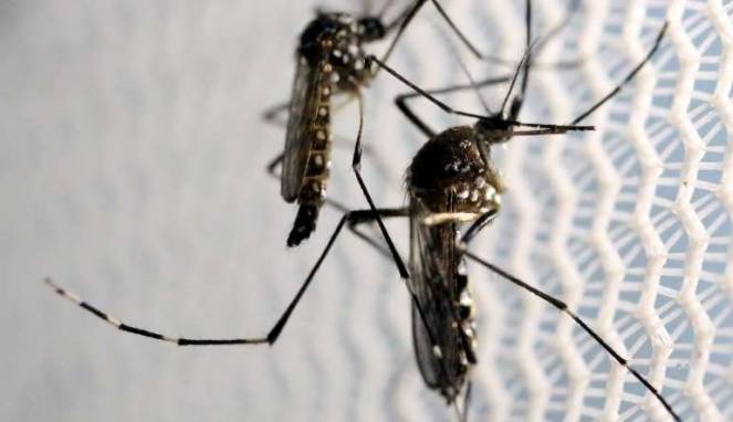 Di Masa Depan, Nyamuk Tidak Akan Suka Darah Manusia