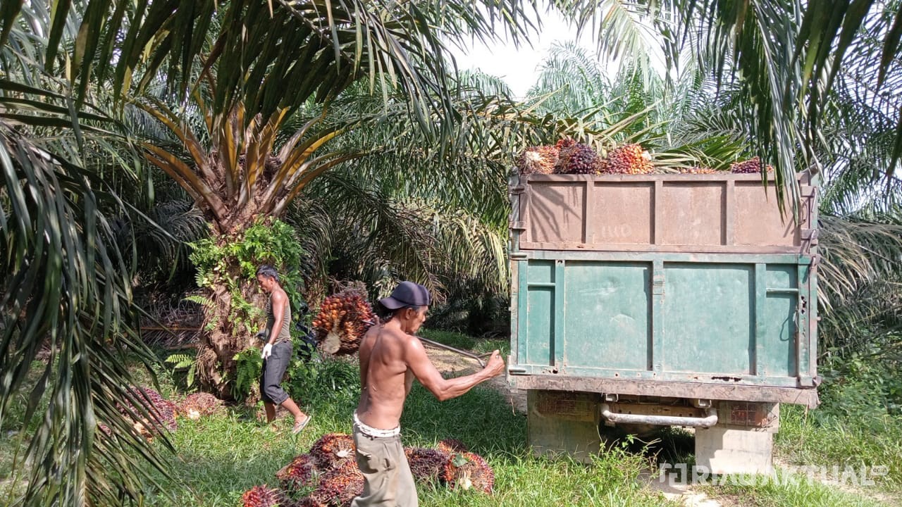 Legalitas Lahan Masih Jadi Kendala Utama Sertifikasi ISPO