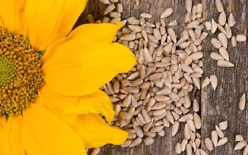 Delapan Makanan yang Bikin Awet Muda, Sering Konsumsi Yuk