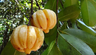 Buah Ajaib Yang Bisa Hancurkan Batu Ginjal