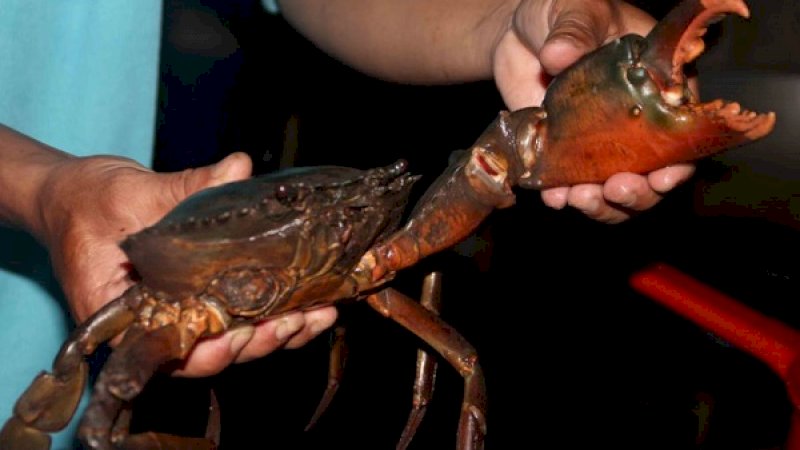Duh! Satu Keluarga Diserang Puluhan Kepiting Raksasa saat Pesta Barbeque