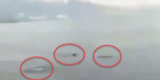 Seorang yang Tengah Berenang di Pantai Talise, Teluk Palu Dikejar Buaya