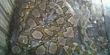 Ular Sanca Berat 300 KG Diamankan Warga Redang Seko