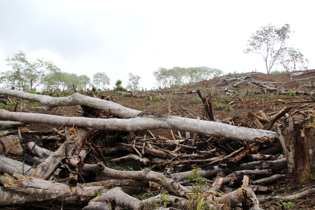 PT MAL Diduga Rambah Hutan Lindung Bukit Betabuh Menjadi Perkebunan Sawit