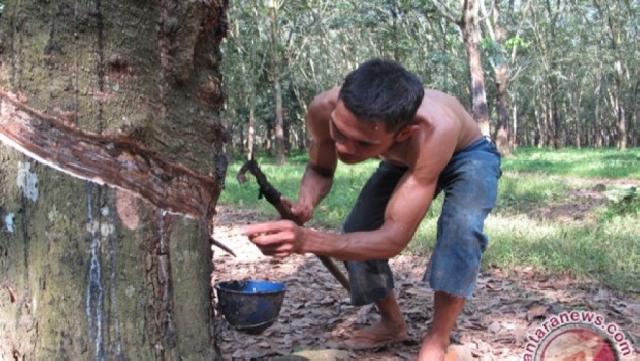 Harga Karet Petani di Morowali Utara Anjlok