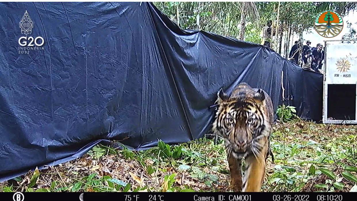 BBKSDA Riau Lepasliarkan Harimau Sumatera Usia 3 Tahun 